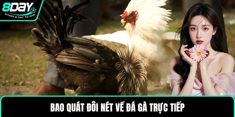Bao quát đôi nét về đá gà trực tiếp