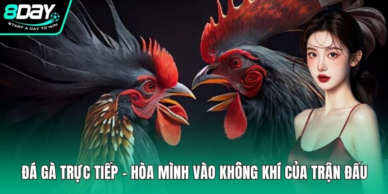 Đá gà trực tiếp