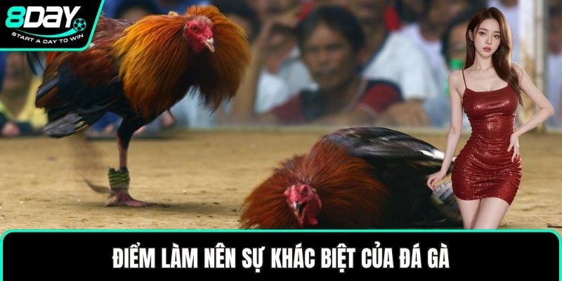 Điểm làm nên sự khác biệt của đá gà này